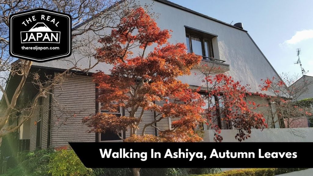 Walking In Ashiya, Autumn Leaves - Livestream | The Real Japan | HD