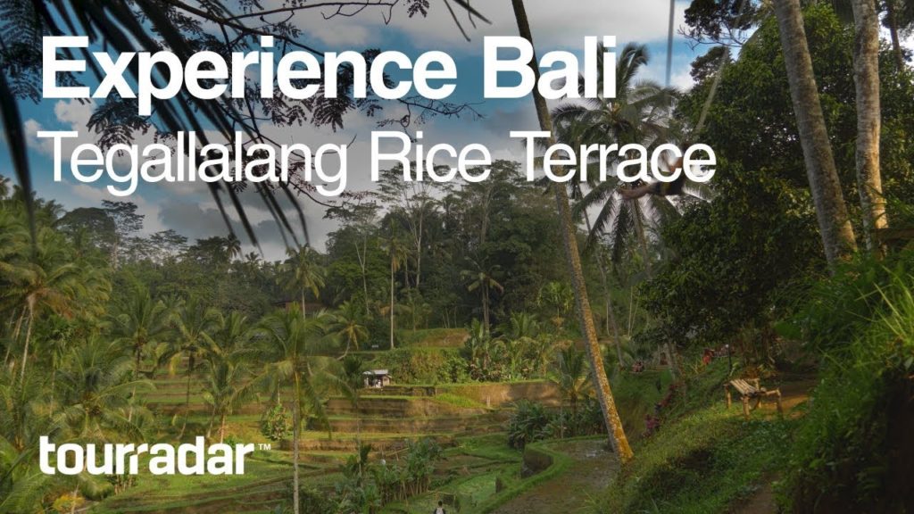 Experience Bali: Tegallalang Rice Terrace