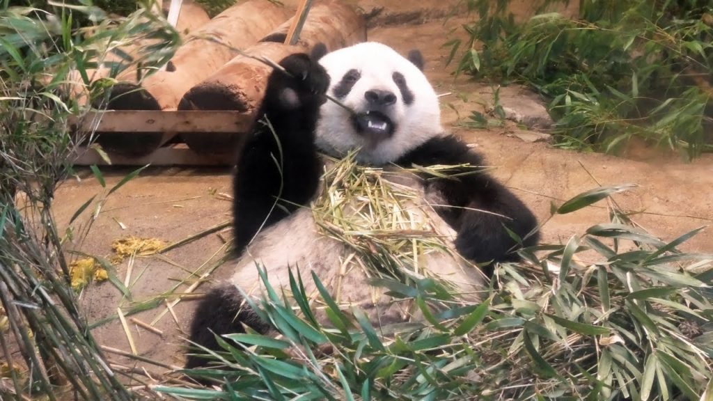 【PANDA】上野動物園のシャンシャン  Ueno Zoo | APR 2019