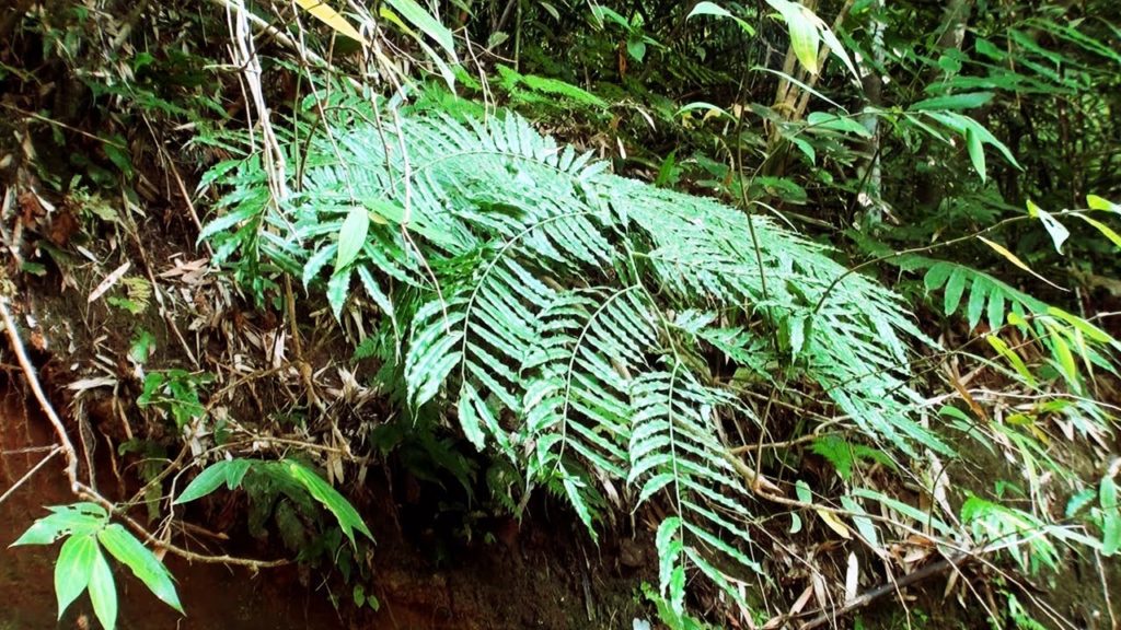 Epiphytic plants of Silent Valley, Kerala