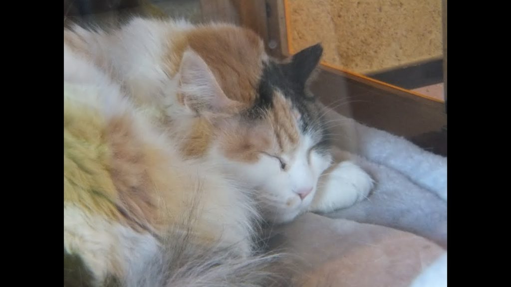 【可愛い～猫♪】 たま駅長（たま電車）＆和歌山城 【Wakayama】