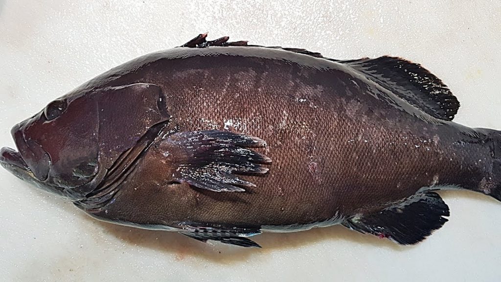 능성어 회뜨기 천안농수산물도매시장 Sashimi of Korean Fish Market