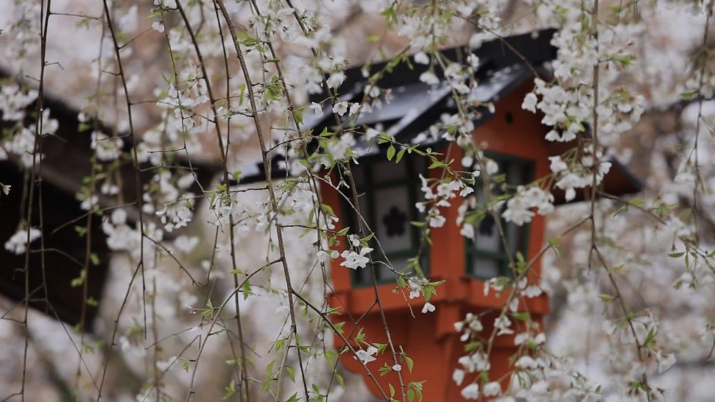 JG☆☆ 京都 平野神社の桜 雨景 (重文) Kyoto,Sakura at Hiranojinja(Cultural Property)
