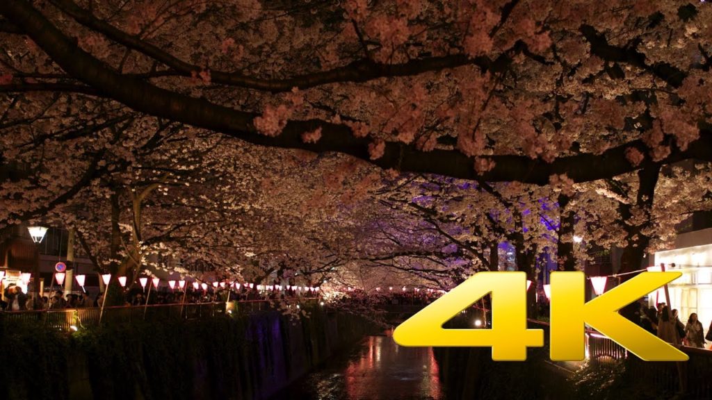 Tokyo Nakameguro Cherry Blossom by Night - 中目黒のさくら - 4K Ultra HD