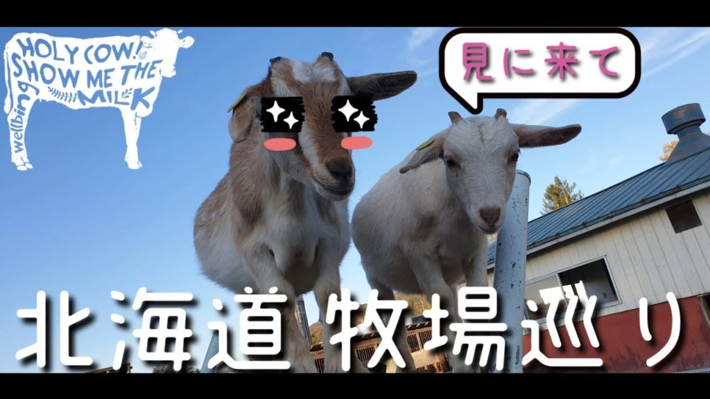 【日本旅 Japan Travel #4】北海道旅行 ハイジ牧場と旭川動物園そして黄金岬