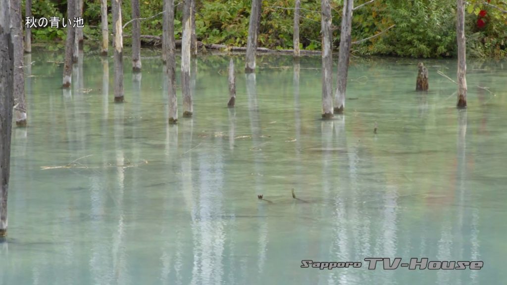 秋の青い池 Shirogane Blue Pond in autumn 4K(UHD)