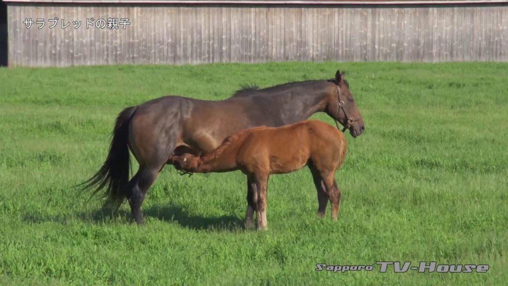 サラブレッドの親子 Thoroughbred parent and child 4K(UHD)