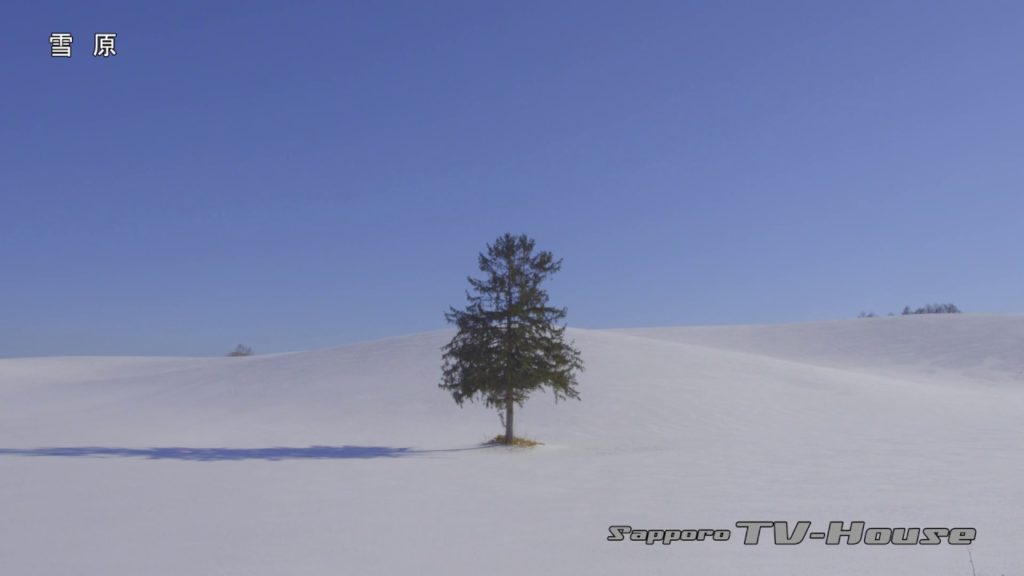 雪原 Snowfield 4K(UHD)