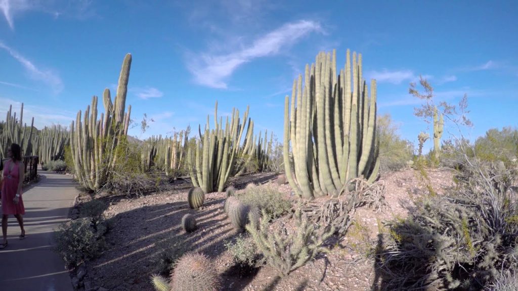 Phoenix Desert Botanical Garden in 4K UHD