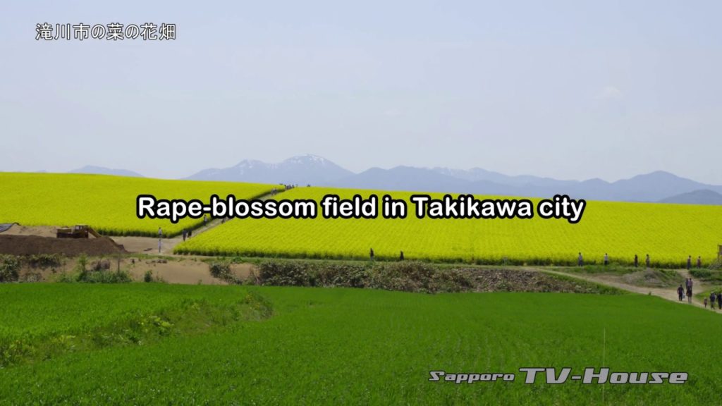滝川市の菜の花畑 Rape-blossom field in Takikawa city 4K(UHD)