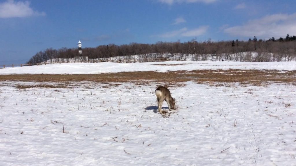 Winter Shiretoko (East Hokkaido) / 北海道道東 - 冬天的知床