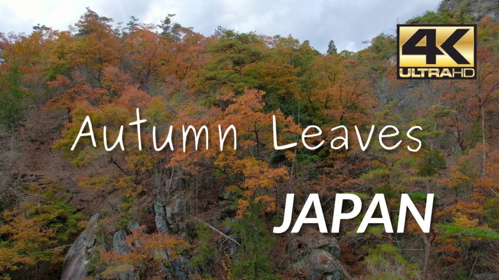 Autumn Leaves, Japan – Shosyenko Gorge & Shinjuku Nat'l Gardens 201911 2160p Autumn Leaves, Japan - Shosyenko Gorge & Shinjuku Nat'l Gardens 201911 2160p