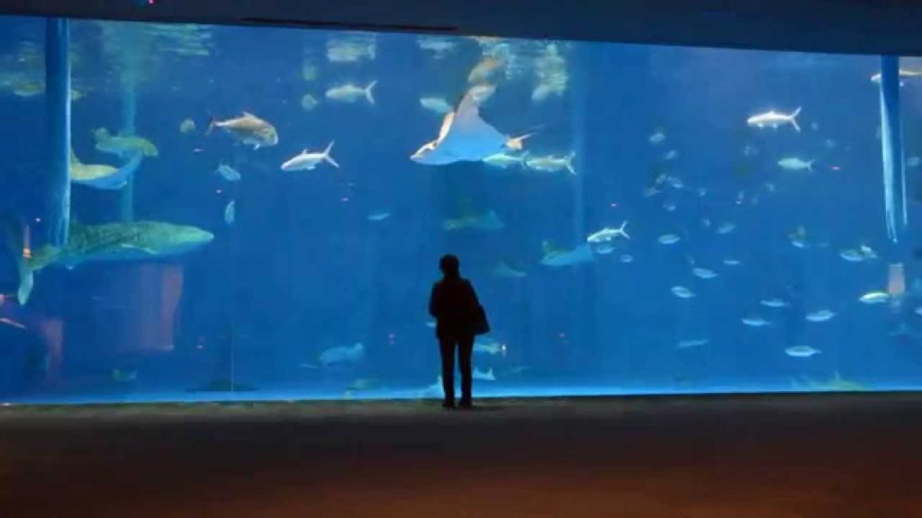 grand aquarium de Kagoshima
