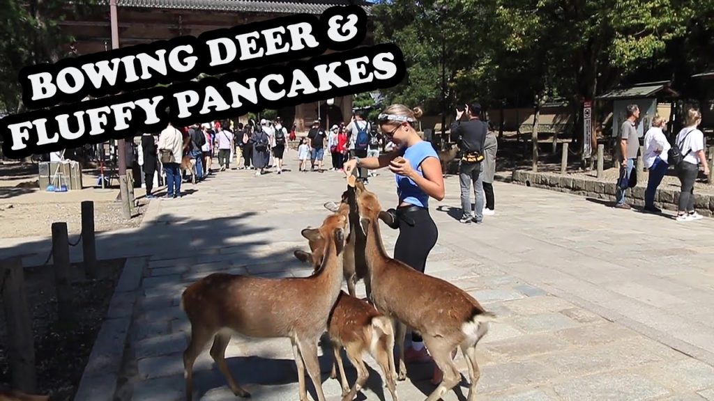 KYOTO, JAPAN: NARA PARK 🦌 & Japanese Fluffy Pancakes🥞 KYOTO, JAPAN: NARA PARK 🦌 & Japanese Fluffy Pancakes🥞