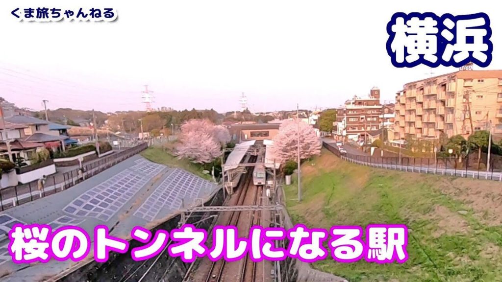 【横浜】桜のトンネルになる駅（相鉄いずみ野線・弥生台駅）|  Cherry Blossom Visit JAPAN