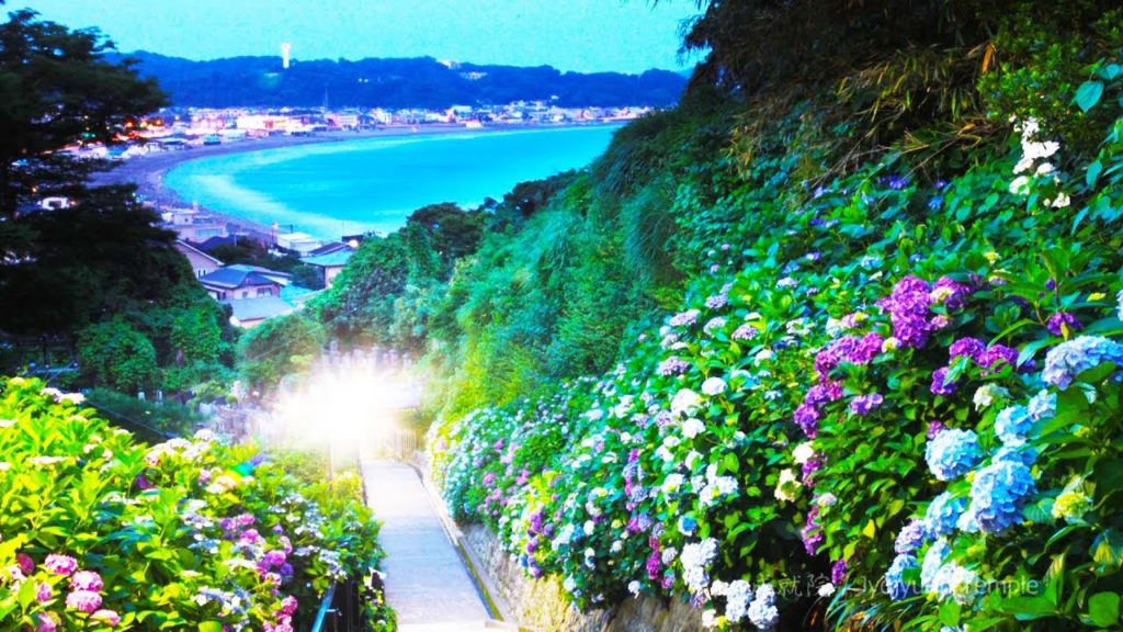 紫陽花（アジサイ）の季節・鎌倉箱根 BD/DVDダイジェスト 　"The Season of Ajisai in Kamakura and Hakone Japan" BD/DVD Digest