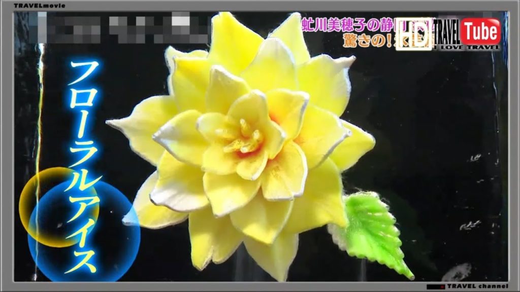 【旅行】静岡県　浜松～湖西　に行く前にチェック浜名湖食べて遊んで！絶品ギョーザ＆感動ウミガメ情報