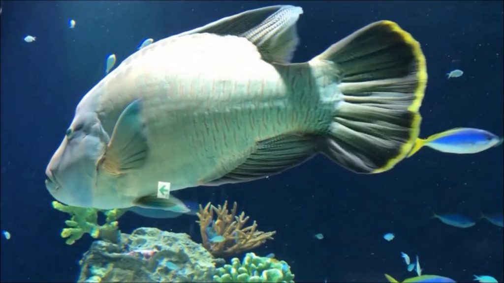 MARINE WORLD AQUARIUM - FUKUOKA JAPAN マリンワールド水族館-福岡市、日本