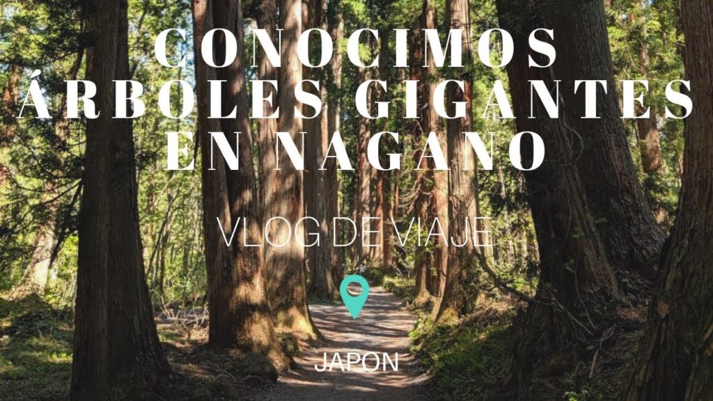 Conocimos árboles gigantes en Nagano | Japón #3