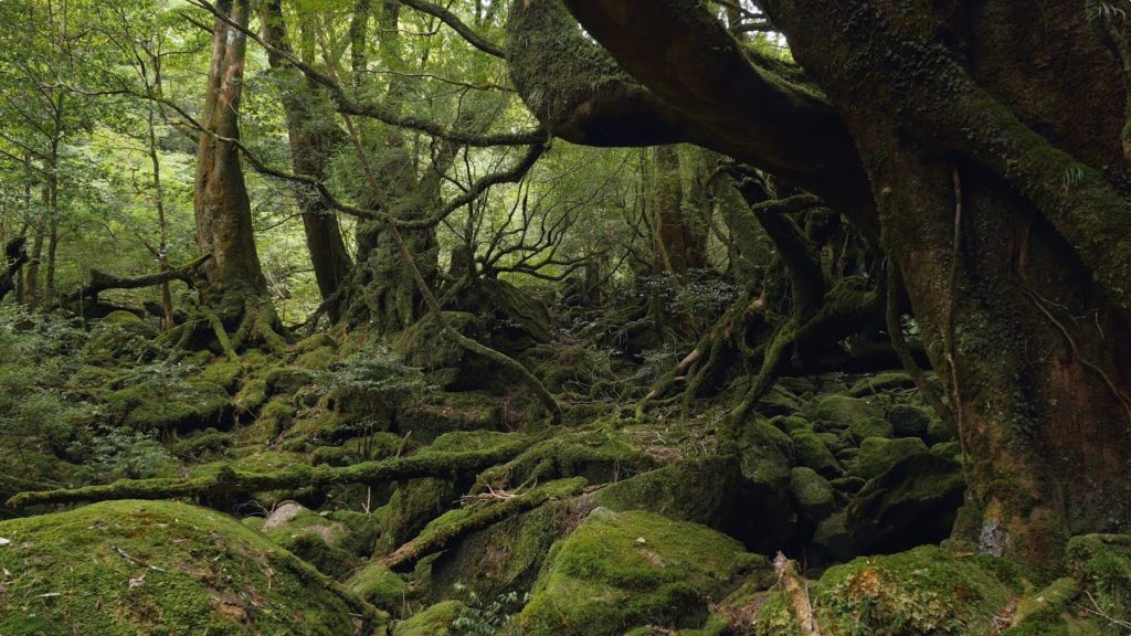 Yakushima, Japan 4K (Ultra HD) - 屋久島