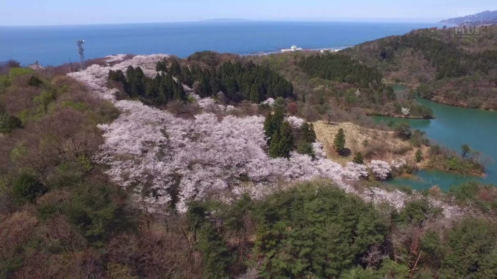 Niigata 海山桜（村上市諸上寺公園の桜2016 04 14）WIN-plus