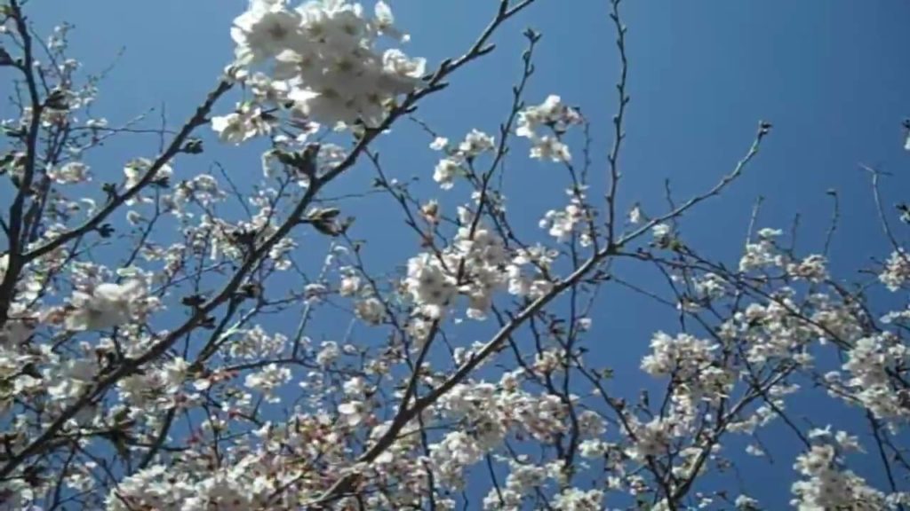 Pray for KUMAMOTO. SAKURA in KUMAMOTO JAPAN 2010