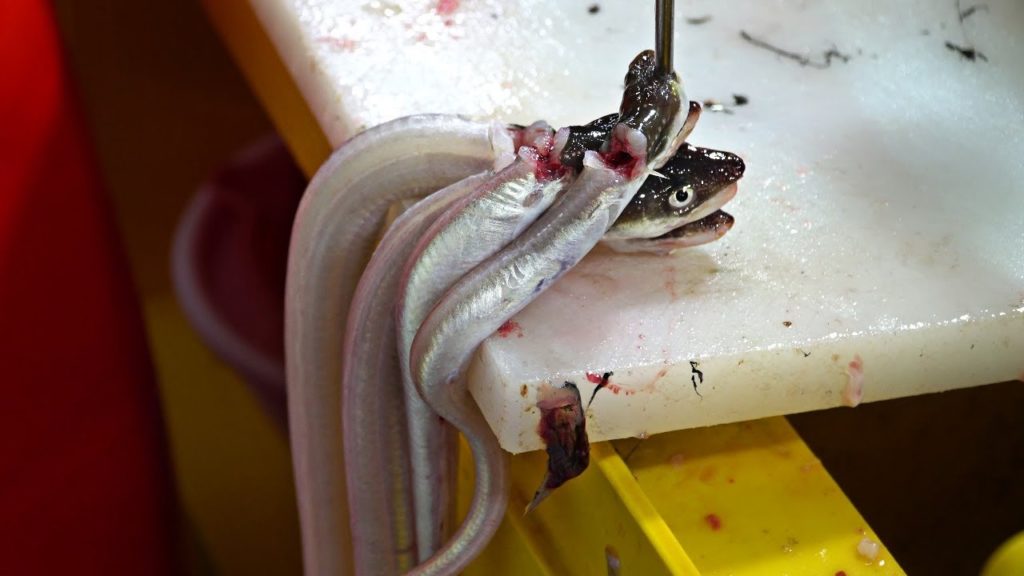 Korean Street Food - Sea Eel :: Live Eel Sashimi