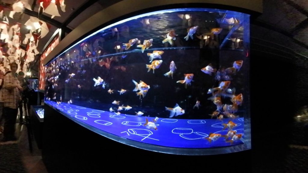 360-degree view of ”Tokyo Kingyo Wonderland” at Sumida Aquarium 360-degree view of ”Tokyo Kingyo Wonderland” at Sumida Aquarium