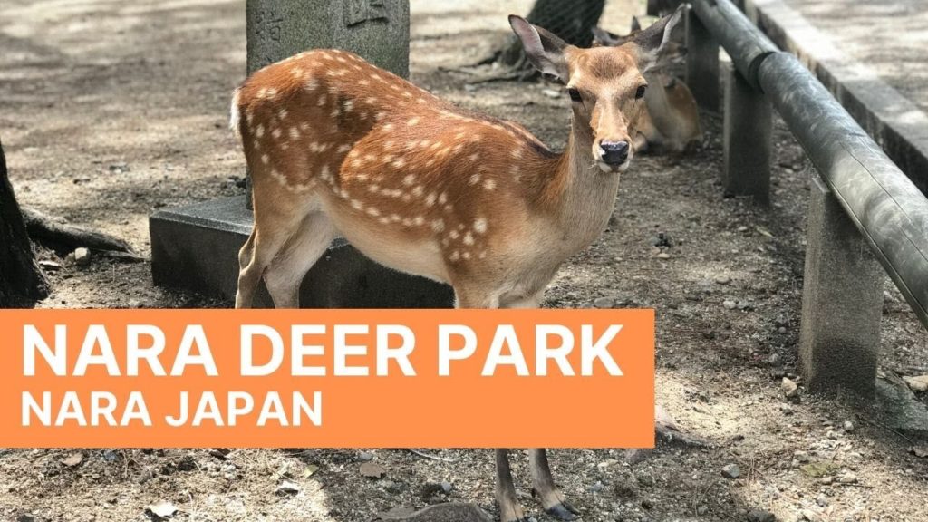 Nara Deer Park | Nara Japan | Walk with me tour