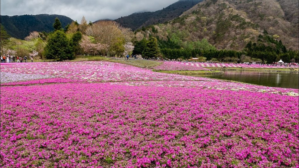 玩盡富士箱根周遊券  Fuji hakone pass (ULTRA HD 4K)