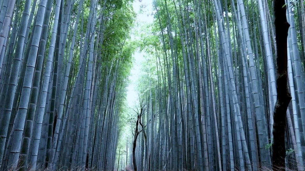 A Day at Arashiyama - Kyoto