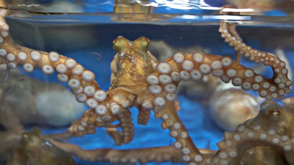 Korean Street Food - Cutting Live Octopus :: MUST TRY Seafood in Korea!
