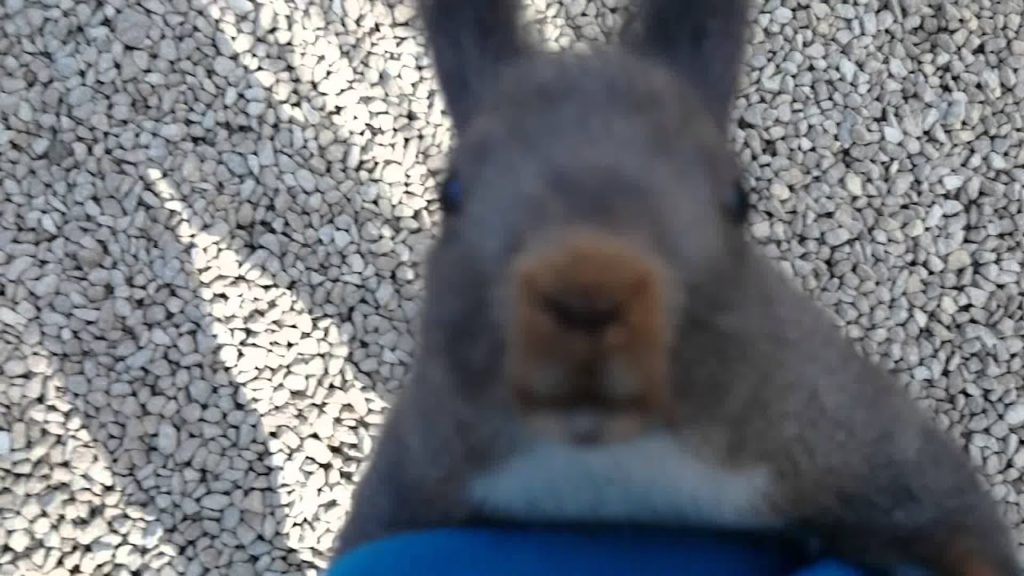 Chipmunk and Hokkaido squirrel climb me