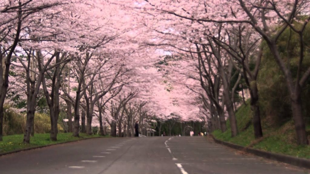 愛鷹運動公園の桜　静岡県沼津市