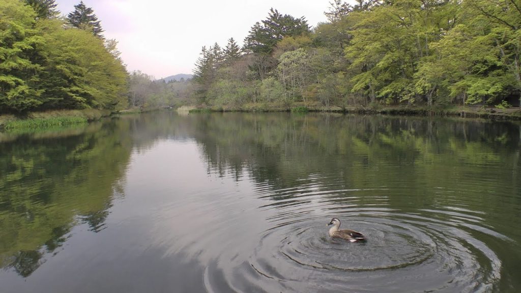Kumoba Pond [雲場池 -  軽井沢 Karuizawa, 長野 Nagano, Japan - with music "Gymnopédie No. 1"]