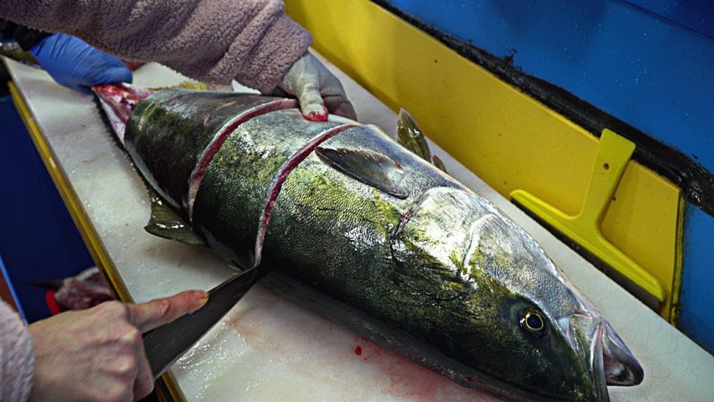 Korean Fish Market - Cutting Giant Yellowtail :: Yellowtail Sashimi