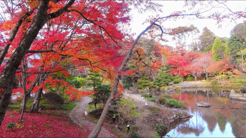 【4K】Kyoto Autumn Leaves Hidden Spot 2019 Houkongou-in - 京都紅葉の穴場 散ってなお美しい 法金剛院 | Japan walking guide