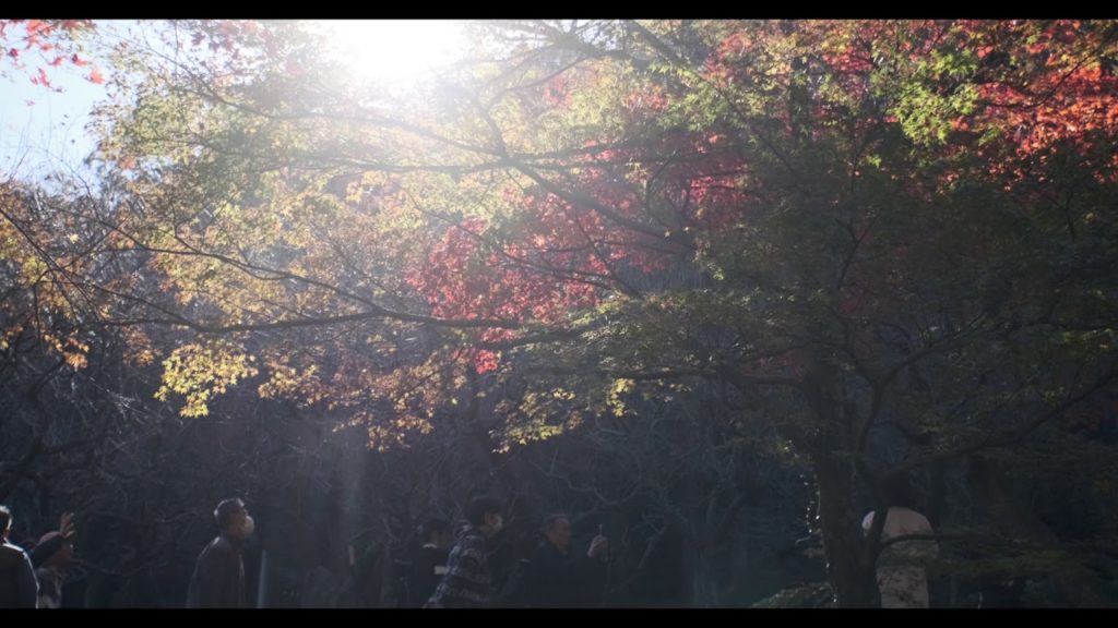 20191201 4K, fall colors, Atami Baien Plum Garden, Shizuoka, Japan
