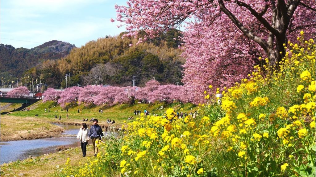 JG 4K HDR 静岡 一度は行きたい 下賀茂の桜 Shizuoka,Sakura at Shimogamo