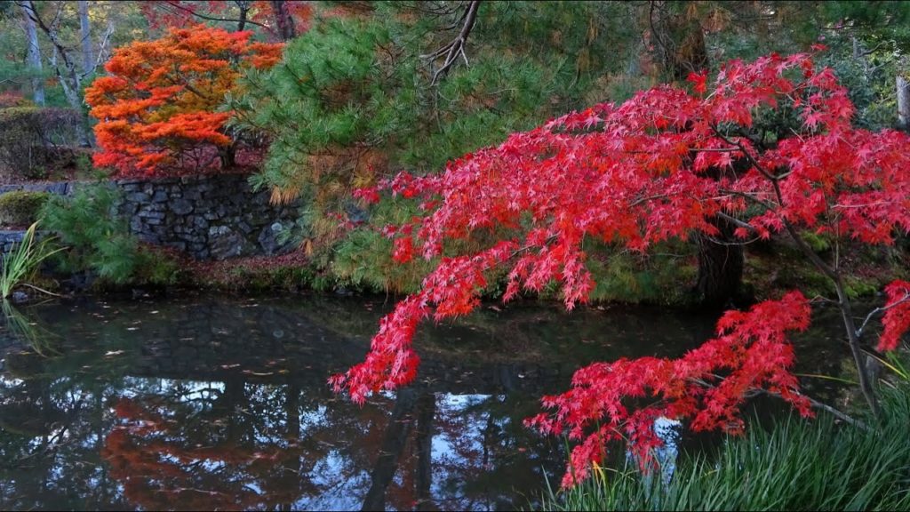 【4K】Kyoto Autumn Leaves Hidden Spot 2019 Toujiin Temple – 京都紅葉の穴場 水面に映る「逆さ紅葉 」等持院 【4K】Kyoto Autumn Leaves Hidden Spot 2019 Toujiin Temple - 京都紅葉の穴場 水面に映る「逆さ紅葉 」等持院