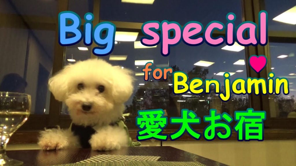 トイプードルのベンジャミン ②踊り子114号185系 愛犬お宿(伊豆高原)【Toypoodle Benjamin, Izukogen ,Odoriko114】
