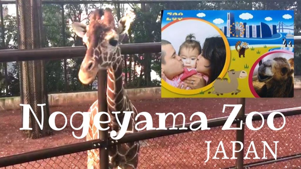 Nogeyama Zoo! || Japan || Nov 2016