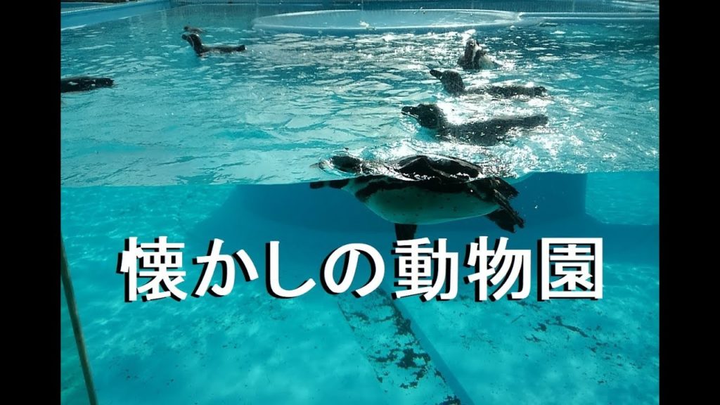 【王子動物園】水景を見て夏を楽しむ(osaka-Kansal Travel Zoo) 【王子動物園】水景を見て夏を楽しむ(osaka-Kansal Travel Zoo)