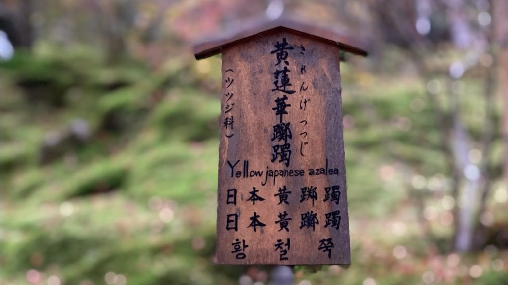 Episode II - Arashiyama Bamboo Grove Kyoto Japan