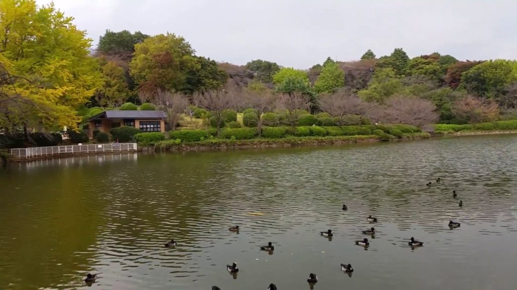 Mistuike Park, Yokohama, Japan in autumn Mistuike Park, Yokohama, Japan in autumn