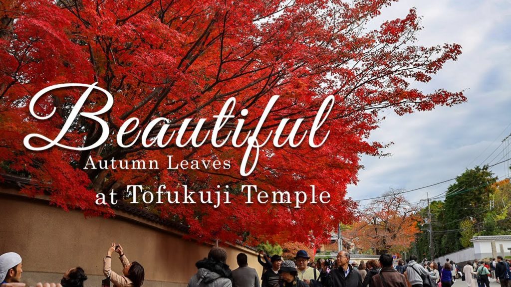 Beautiful autumn leaves at Tofukuji temple in Kyoto.
