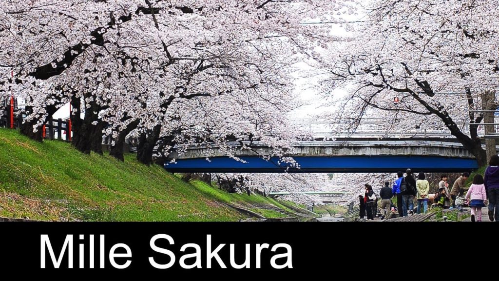 Mille Sakura – 奈良・千本桜 Cherry blossom – Nara Trip / Trip to Japan Mille Sakura - 奈良・千本桜 Cherry blossom - Nara Trip / Trip to Japan
