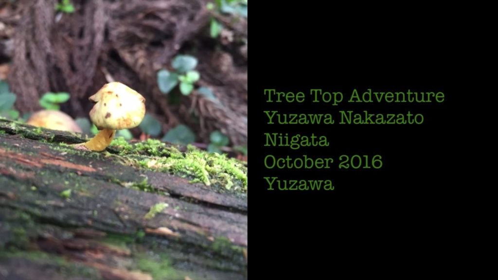 Japan Tree Top Adventure in Niigata