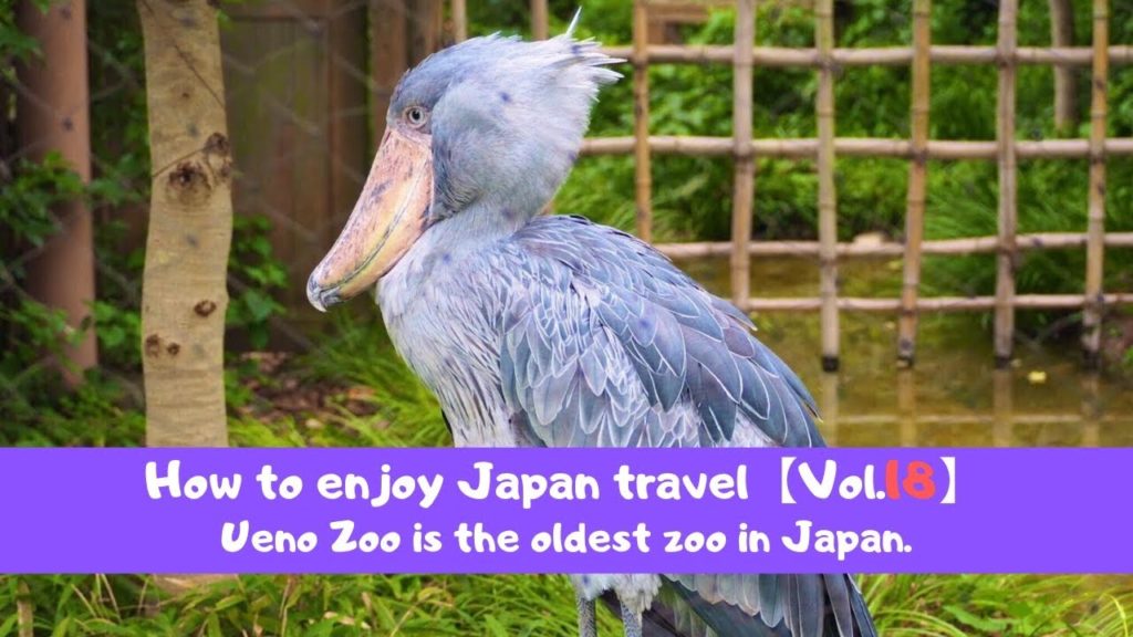 【上野動物園と上野恩賜公園】Ueno Zoo is the oldest zoo in Japan. 【上野動物園と上野恩賜公園】Ueno Zoo is the oldest zoo in Japan.