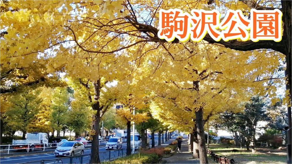 駒沢公園イチョウ並木🍁🍁TOKYO [Autumn colors] Komazawa Park 2019